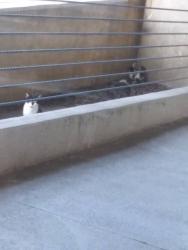 Found/Stray Unknown Cat last seen Garage parking, near the ramp to rooftop parking, Dallas, TX 75237