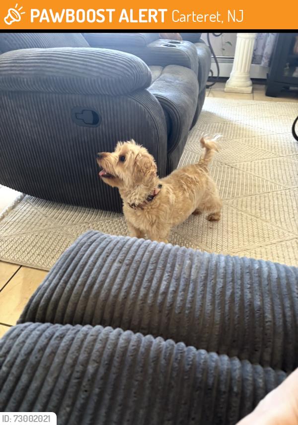 Found/Stray Female Dog last seen Carteret ave, Carteret, NJ 07008