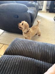 Found/Stray Female Dog last seen Carteret ave, Carteret, NJ 07008