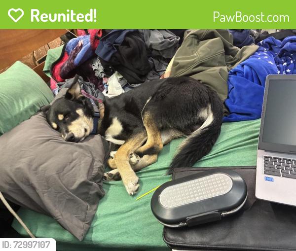 Reunited Male Dog last seen Near Juniper Crescent, Chesapeake, VA 23320, USA, Chesapeake, VA 23320
