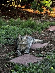 Lost Female Cat last seen York east of Rt 7, Brighton, CO 80602