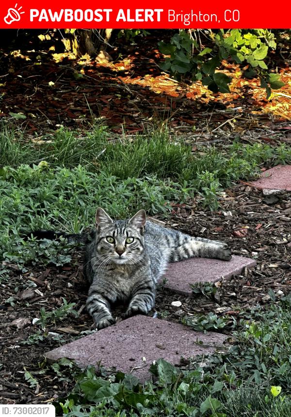 Lost Female Cat last seen York east of Rt 7, Brighton, CO 80602