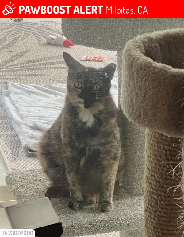 Lost Female Cat last seen South Park Victoria Drive, Murphy Park, Yosemite Drive Milpitas Fire Department, Milpitas, CA 95035