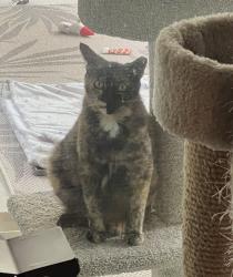Lost Female Cat last seen South Park Victoria Drive, Murphy Park, Yosemite Drive Milpitas Fire Department, Milpitas, CA 95035