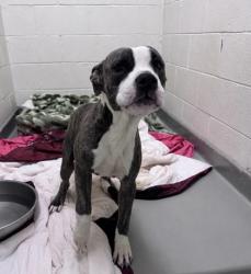 Shelter Stray Male Dog last seen , Harrison County, MS, 2615 25th Ave, Gulfport, MS 39501, USA