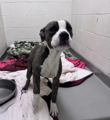 Shelter Stray Male Dog last seen , Harrison County, MS, 2615 25th Ave, Gulfport, MS 39501, USA