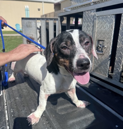 Shelter Stray Male Dog last seen , Harrison County, MS, 2615 25th Ave, Gulfport, MS 39501, USA