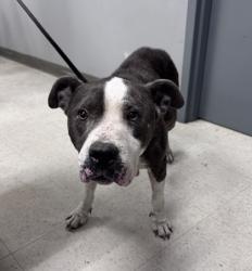 Shelter Stray Female Dog last seen , Gulfport, MS, 2615 25th Ave, Gulfport, MS 39501, USA