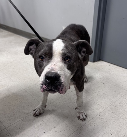Shelter Stray Female Dog last seen , Gulfport, MS, 2615 25th Ave, Gulfport, MS 39501, USA