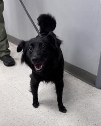 Shelter Stray Female Dog last seen , Gulfport, MS, 2615 25th Ave, Gulfport, MS 39501, USA