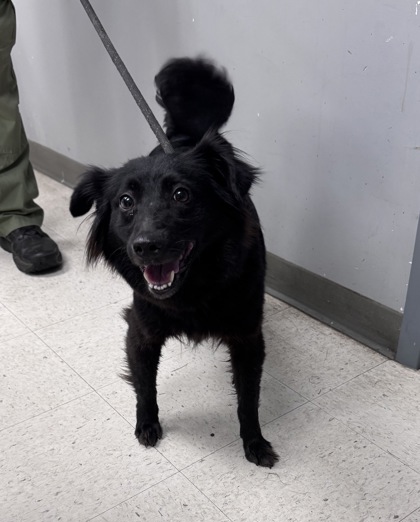 Shelter Stray Female Dog last seen , Gulfport, MS, 2615 25th Ave, Gulfport, MS 39501, USA
