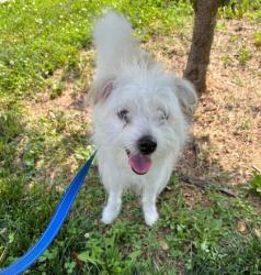 Shelter Stray Male Dog last seen Near James St., 21230, MD, 301 Stockholm St, Baltimore, MD 21230, USA