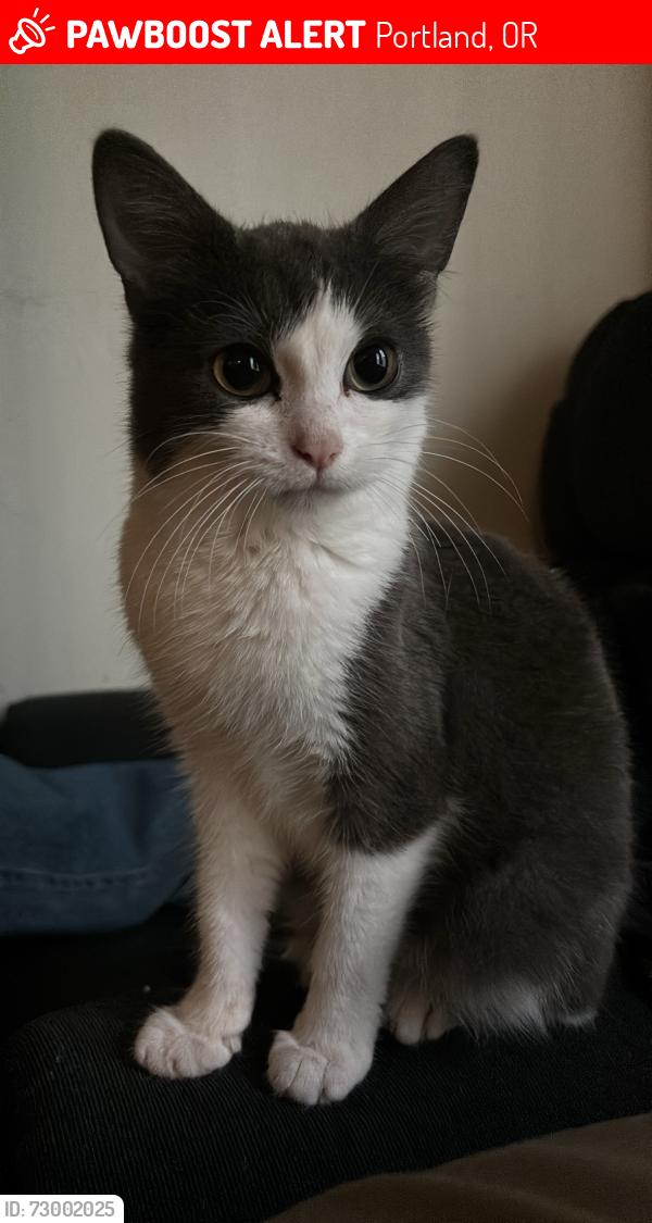Lost Female Cat last seen Near N fiske ave, Portland, OR 97203