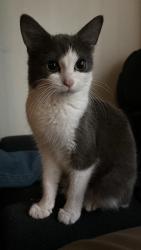 Lost Female Cat last seen Near N fiske ave, Portland, OR 97203