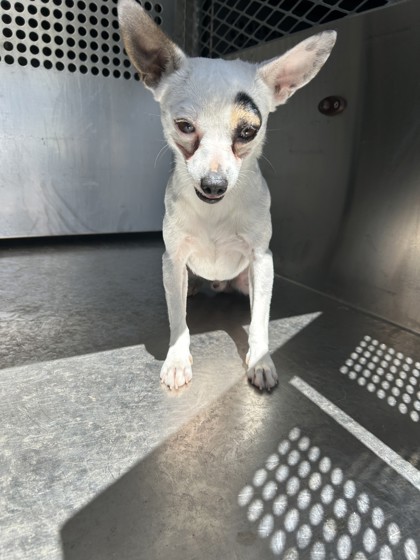 Shelter Stray Male Dog last seen Near MEDINA AVE, South District, TX, 355 Hillshire Dr, Haslet, TX 76052, USA