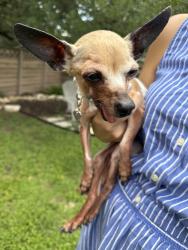 Found/Stray Male Dog last seen Wurzbach and Tiago, San Antonio, TX 78230