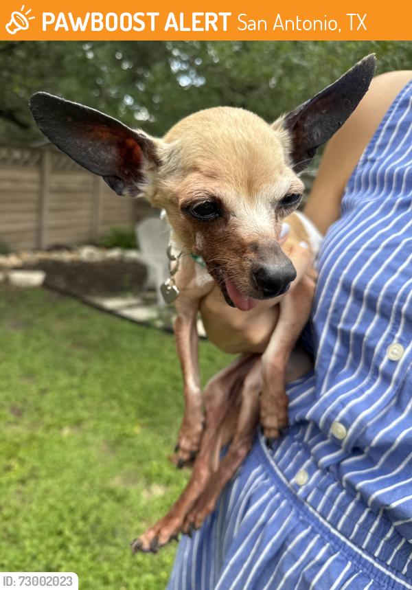 Found/Stray Male Dog last seen Wurzbach and Tiago, San Antonio, TX 78230
