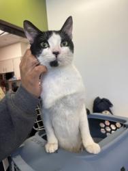 Shelter Stray Male Cat last seen Near Dalney ST NW, Atlanta, GA, 1251 Fulton Industrial Blvd NW, Atlanta, GA 30336, USA