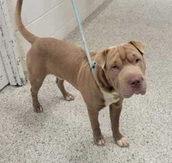 Shelter Stray Male Dog last seen Near E 7th St, 64125, MO, 7077 Elmwood Ave, Kansas City, MO 64132, USA