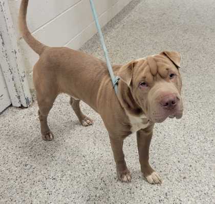 Shelter Stray Male Dog last seen Near E 7th St, 64125, MO, 7077 Elmwood Ave, Kansas City, MO 64132, USA