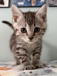 Shelter Stray Male Cat last seen near Maola venue down on N Craven St, New Bern City Limits, NC, 1639 Old Airport Rd, New Bern, NC 28562, USA