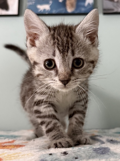Shelter Stray Male Cat last seen near Maola venue down on N Craven St, New Bern City Limits, NC, 1639 Old Airport Rd, New Bern, NC 28562, USA