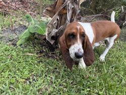 Found/Stray Male Dog last seen 82nd Avenue, Coral Springs, FL 33071