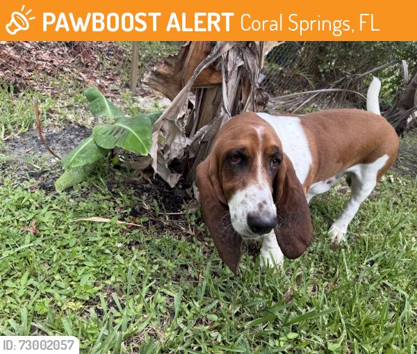 Found/Stray Male Dog last seen 82nd Avenue , Coral Springs, FL 33071