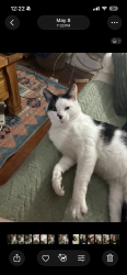 Lost Male Cat last seen 18th street, St. Louis 63117, St. Louis, MO 63118