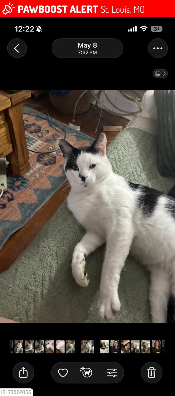 Lost Male Cat last seen 18th street, St. Louis 63117, St. Louis, MO 63118