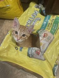 Lost Male Cat last seen Near the weigel's on fox Lona’s , Knoxville, TN 37923