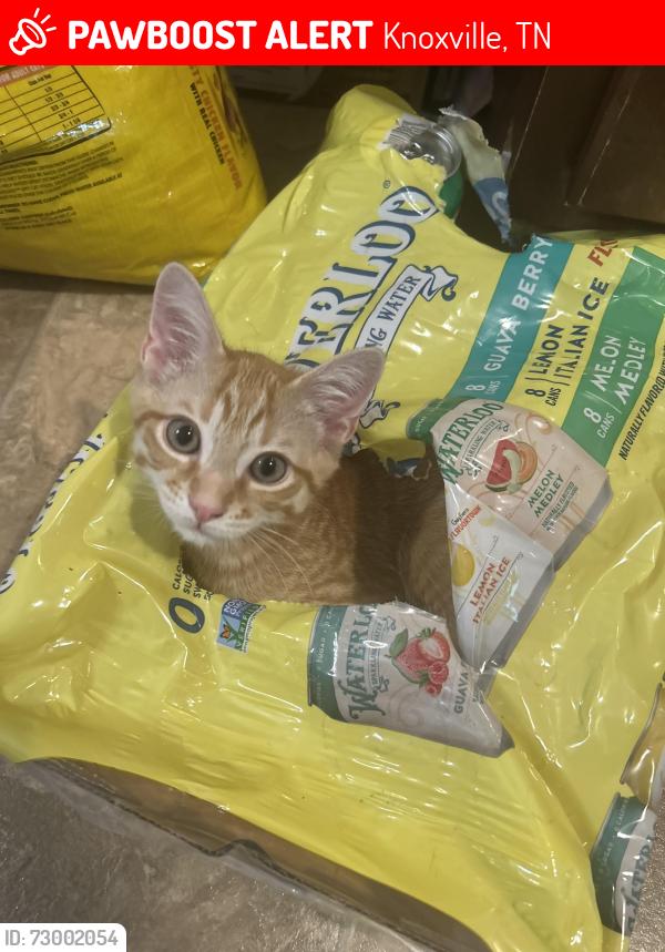 Lost Male Cat last seen Near the weigel's on fox Lona’s , Knoxville, TN 37923