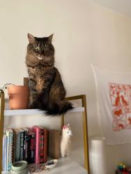 Reunited Female Cat last seen Crosby’s grocery; Sorrentos pizza; Grant & Elsinore cross streets, Concord, MA 01742