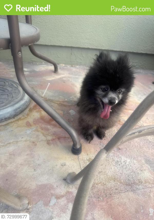 Reunited Unknown Dog last seen Desert inn & Sandhill, Las Vegas, NV 89121