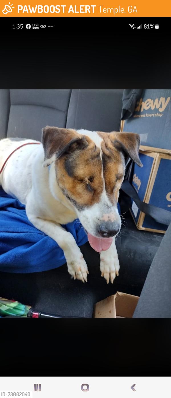 Found/Stray Male Dog last seen Robin Hill Ln, Temple, GA 30179