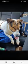 Reunited Male Dog last seen Robin Hill Ln, Temple, GA 30179
