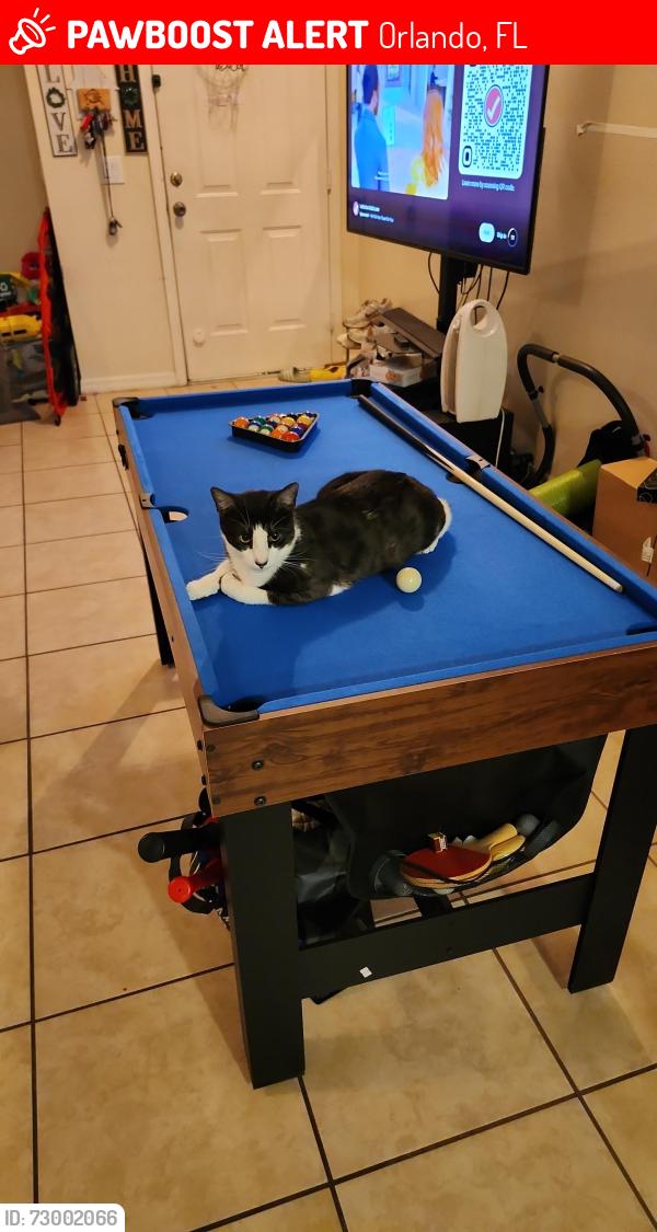 Lost Male Cat last seen Dean and 408, Orlando, FL 32825
