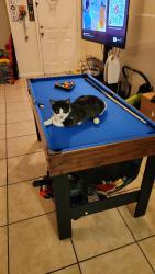 Lost Male Cat last seen Dean and 408, Orlando, FL 32825