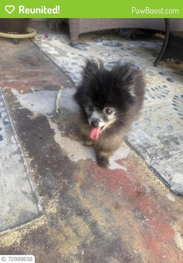 Reunited Unknown Dog last seen Desert Inn & Sandhill, Las Vegas, NV 89121
