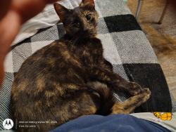 Lost Female Cat last seen Central ave, Cincinnati, OH 45215
