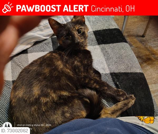 Lost Female Cat last seen Central ave, Cincinnati, OH 45215
