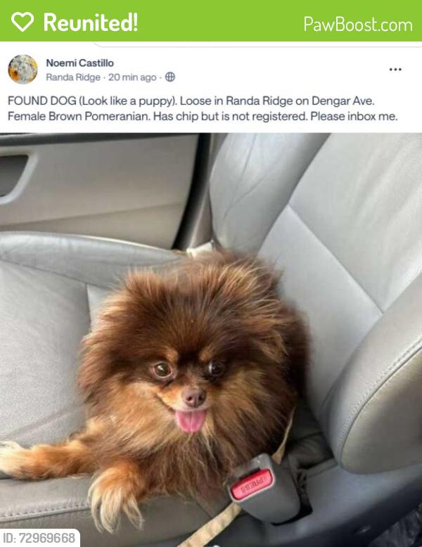 Reunited Female Dog last seen Dengar Ave & Ronlin St, Haines City, FL 33844