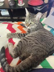 Reunited Male Cat last seen Kilbuck and Oneida St, Tecumseh, MI 49286