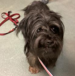 Shelter Stray Female Dog last seen Creedmore Road, RALEIGH, NC, 27613, 820 Beacon Lake Dr, Raleigh, NC 27610, USA