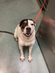 Shelter Stray Female Dog last seen Near Ashwell Court, RALEIGH, NC, 27603, 820 Beacon Lake Dr, Raleigh, NC 27610, USA