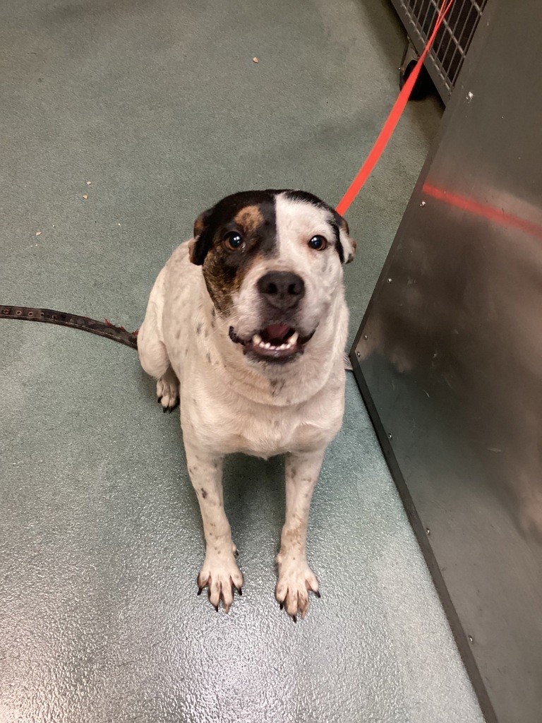 Shelter Stray Female Dog last seen Near Ashwell Court, RALEIGH, NC, 27603, 820 Beacon Lake Dr, Raleigh, NC 27610, USA