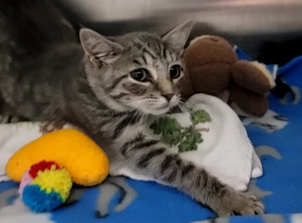 Shelter Stray Female Cat last seen Victory Boulevard, STATEN ISLAND, NY, 10301, 3139 Veterans Rd W, Staten Island, NY 10309, USA
