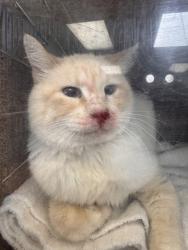 Shelter Stray Male Cat last seen Near S Townsend Circle, Kearns Township, UT, 84118, 511 W 3900 S, Salt Lake City, UT 84123, USA