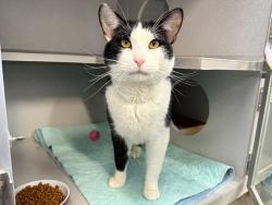Shelter Stray Male Cat last seen Near Adam Clayton Powell Boulevard, NEW YORK, NY, 10027, 326 E 110th St, New York, NY 10029, USA