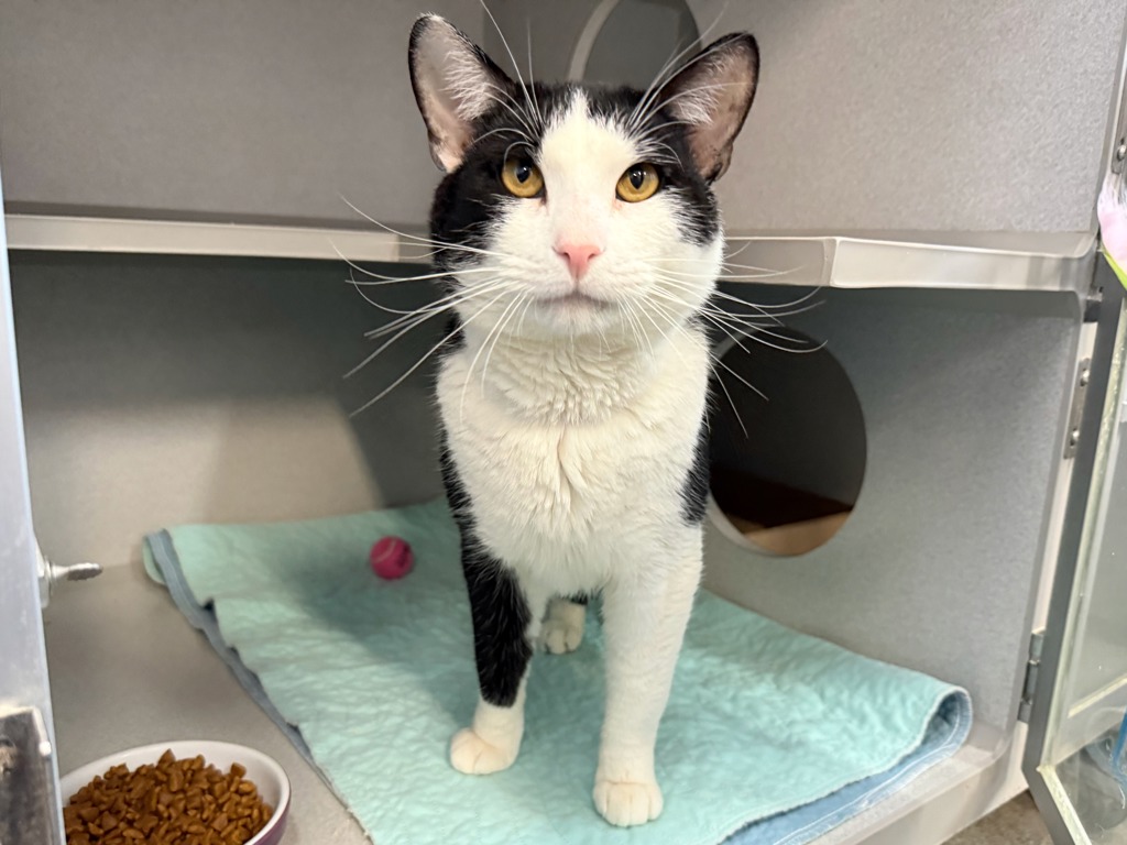 Shelter Stray Male Cat last seen Near Adam Clayton Powell Boulevard, NEW YORK, NY, 10027, 326 E 110th St, New York, NY 10029, USA